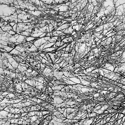 Palomas en árbol...