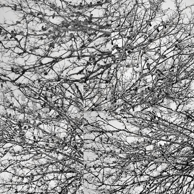 palomas en árbol (serie)
