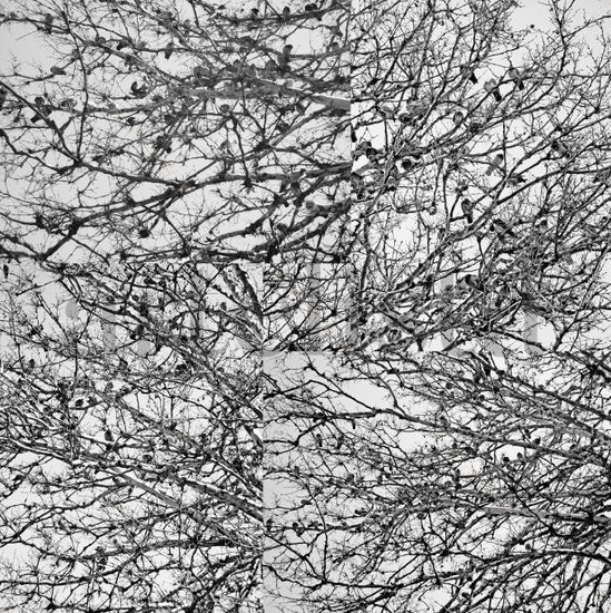 palomas en árbol (serie) Conceptual/Abstracto Blanco y Negro (Digital)