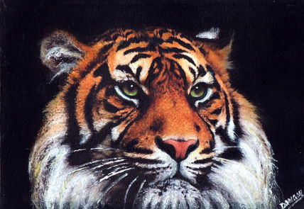 30a-tigre