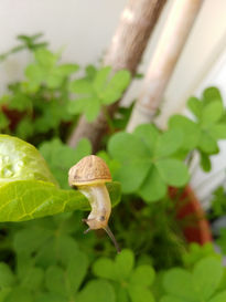 Caracol explorando...