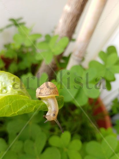 Caracol explorando los limites Naturaleza Color (Digital)