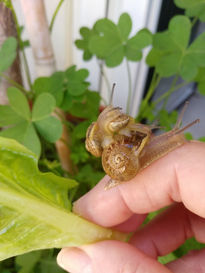 Caracoles con trébol