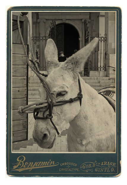 Como un burro...
