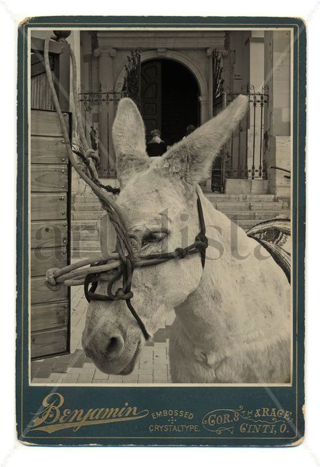 Como un burro...