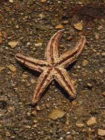 Estrella de mar