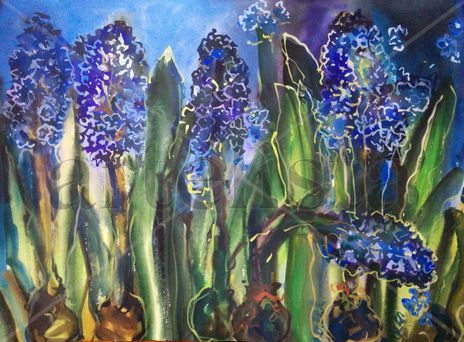 Hyacinths