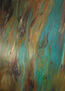 RAINBOW EUCALYPTUS