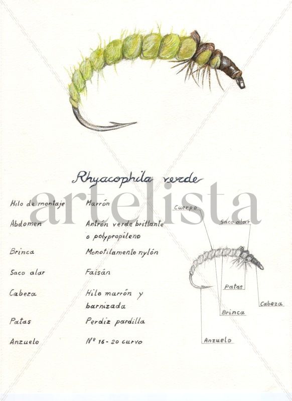 Ninfa de Riacophila