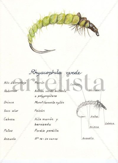 Ninfa de Riacophila Acuarela Papel Animales