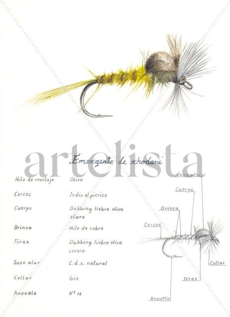 Ephemerella Rhodani