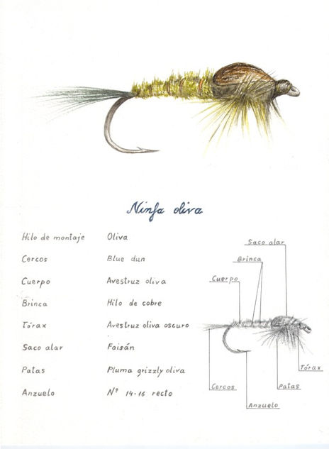 Ninfa Oliva