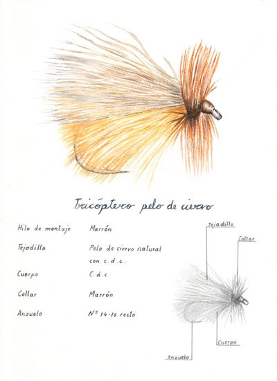 Trichoptera de Ciervo Acuarela Papel Animales