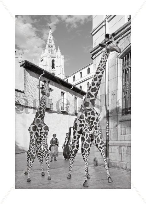 Jirafas en la ciudad 4