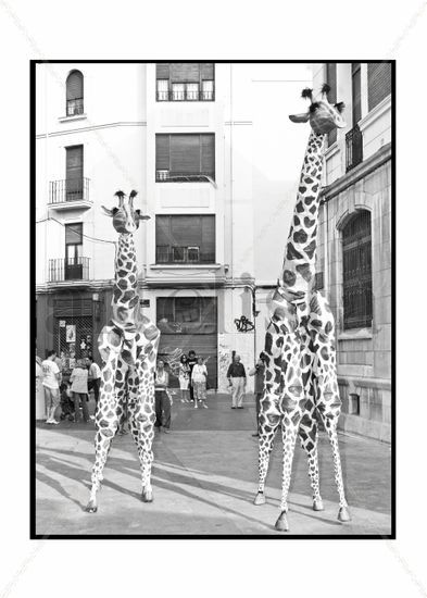 Jirafas en la ciudad 5 Otras temáticas Blanco y Negro (Digital)