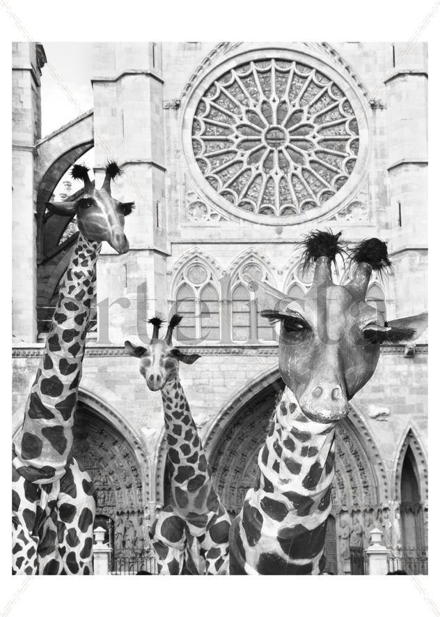Jirafas en la ciudad 11