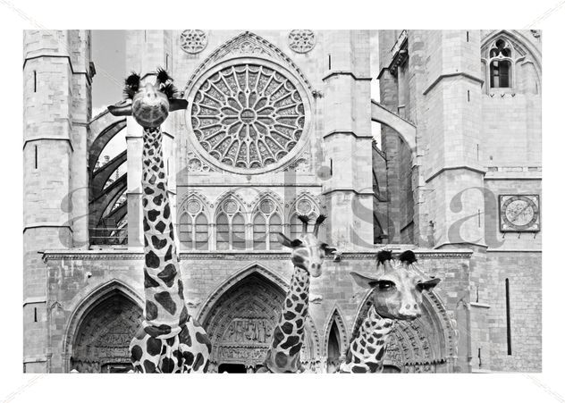 Jirafas en la ciudad 12 bw
