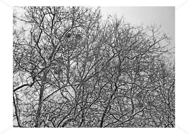 Nidos de cuervos 6 Nature Black and White (Digital)