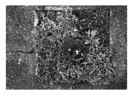 Talado bw