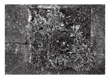 Talado bw