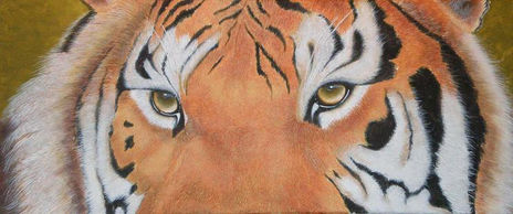 Mirada de tigre