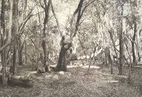 Bosque San Martin