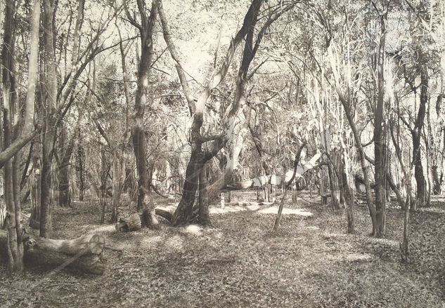 Bosque San Martin Óleo Lienzo Paisaje