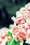 FLOR3
