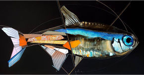 Paracheirodon Innesi