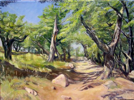 Sendero al Torres