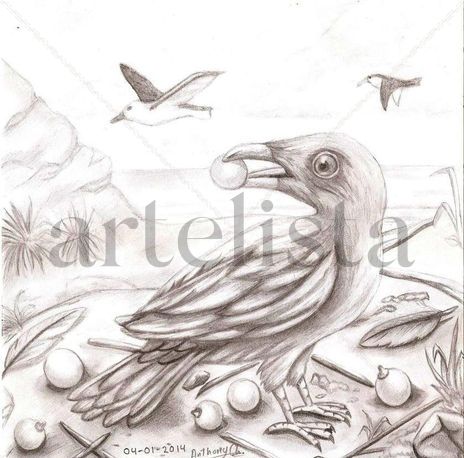 Bird