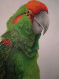 Parakeet