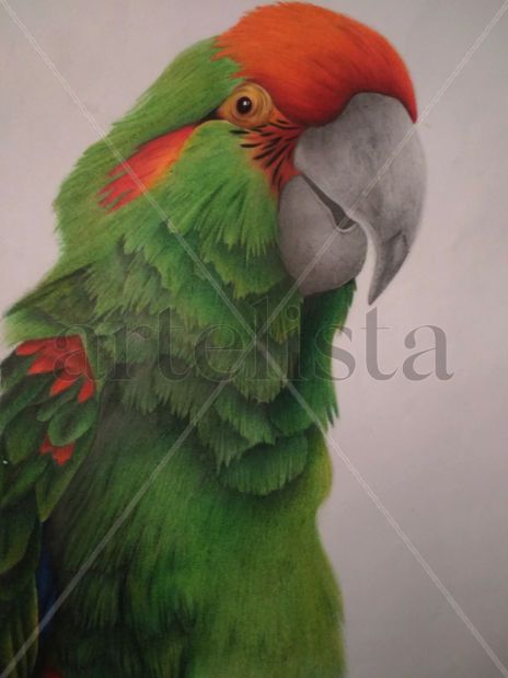Parakeet