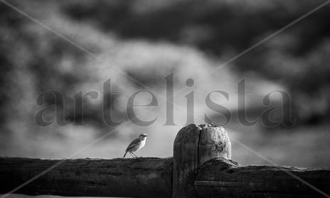 Naturaleza