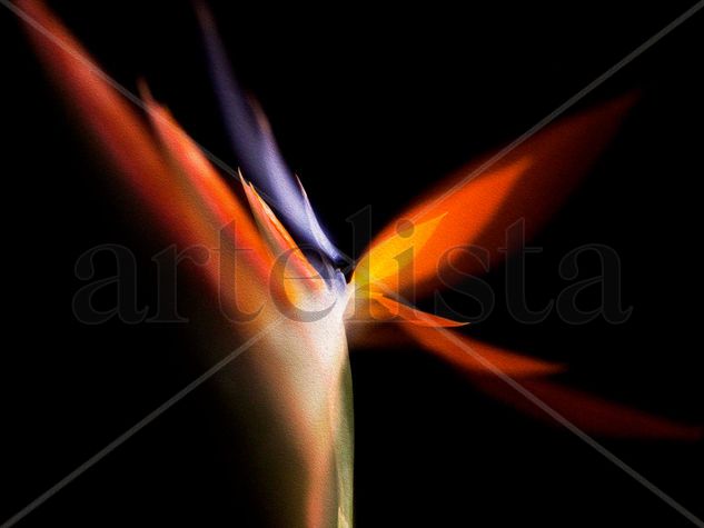 STRELITZIA 1 Conceptual/Abstracto Color (Digital)