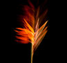 STRELITZIA 056