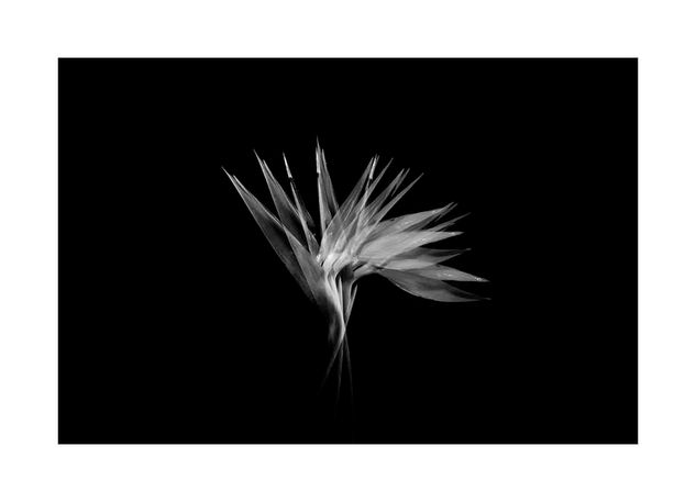 STRELITZIA - BW Conceptual/Abstracto Blanco y Negro (Digital)