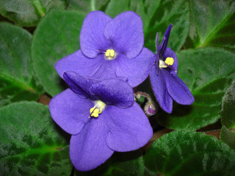 Violeta