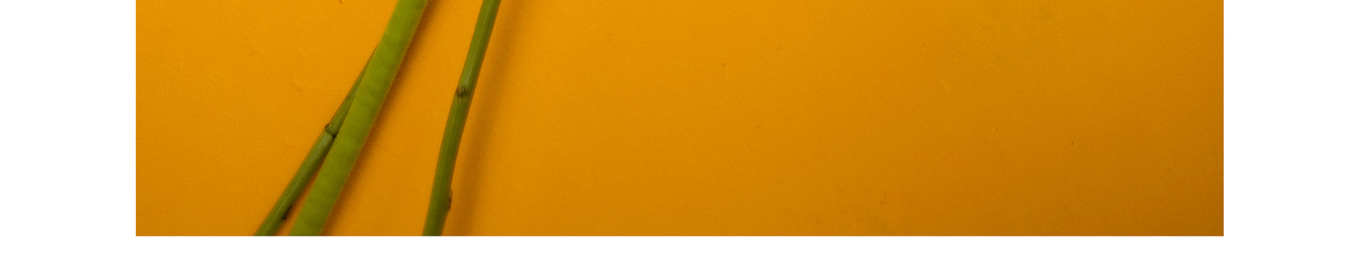 Imagen de portada