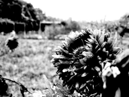 Flor 02