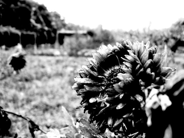 Flor 02 Naturaleza Blanco y Negro (Digital)