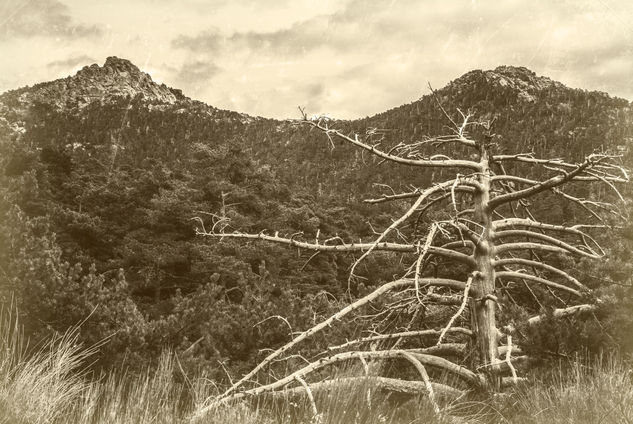 De vivos y muertos Nature Alternative techniques