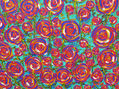 ROSAS DE FANTASÍA