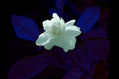 Gardenia sobre fondo azul