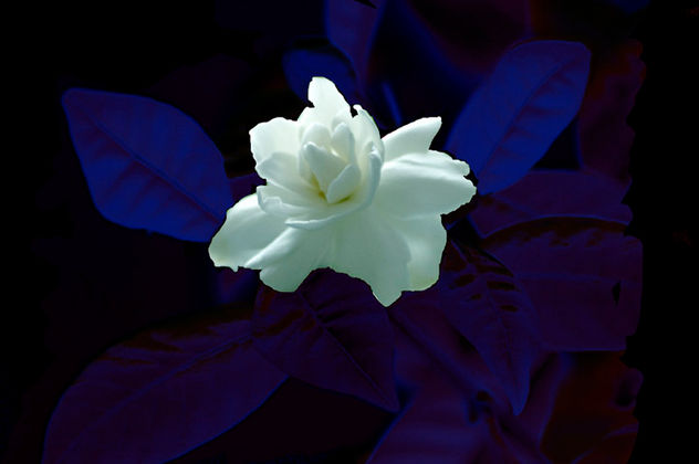 Gardenia sobre fondo azul