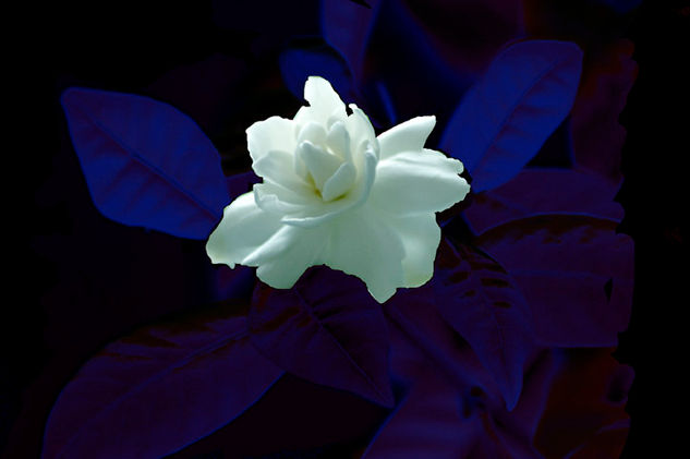 Gardenia sobre fondo azul Conceptual/Abstract Color (Digital)