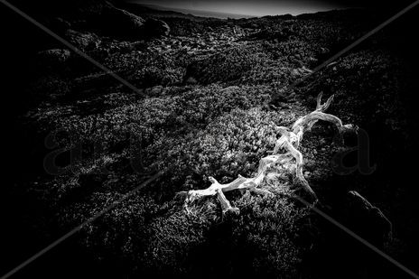Ent