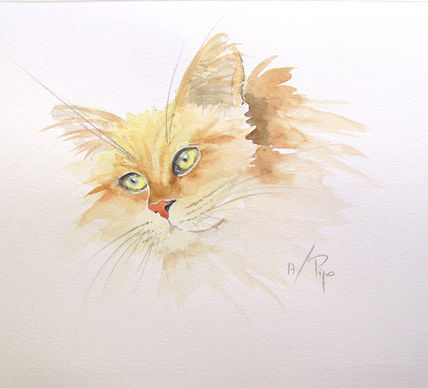 Gato retrato