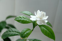 Mi gardenia