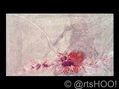 Flor